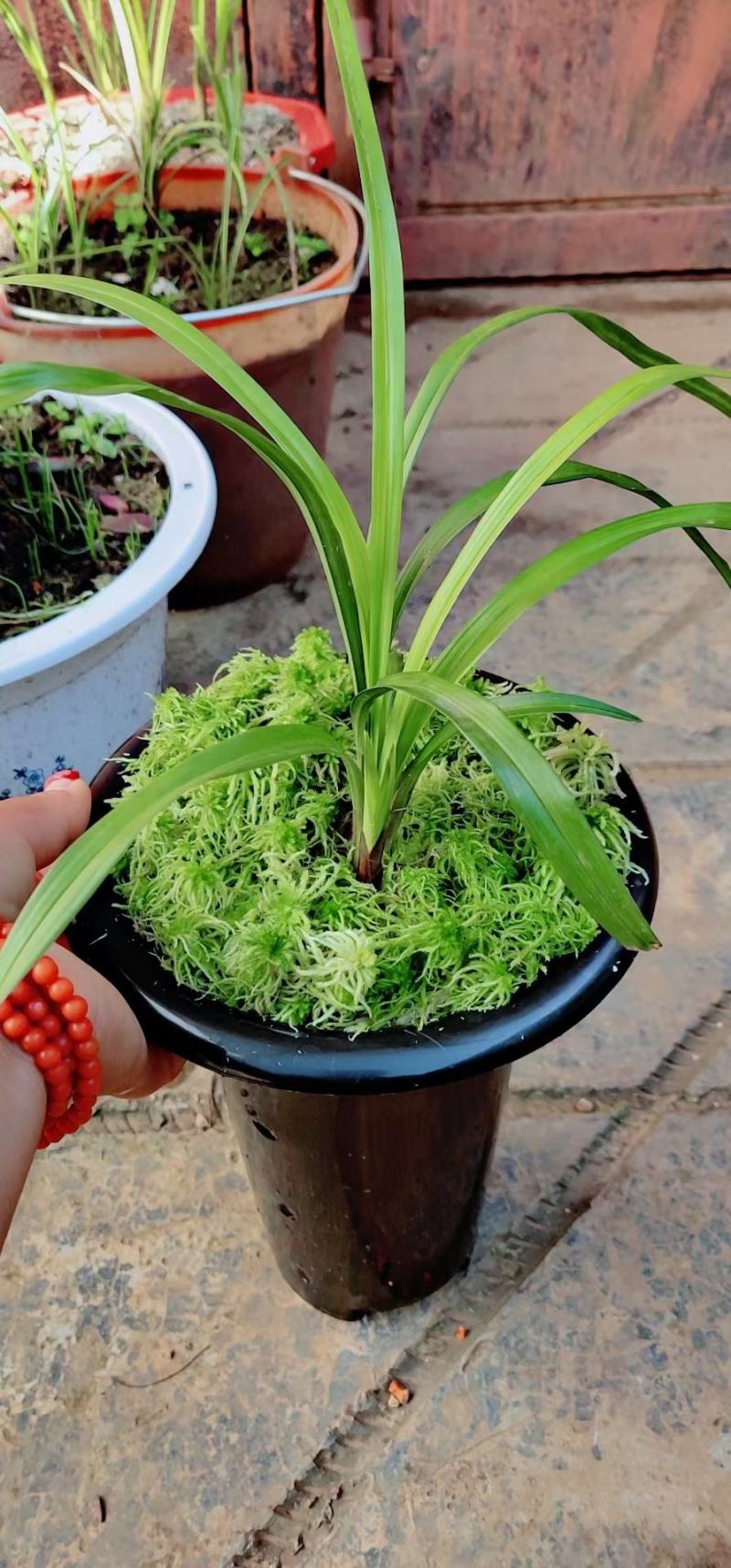 水苔热销实力供货