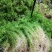 水苔热销实力供货