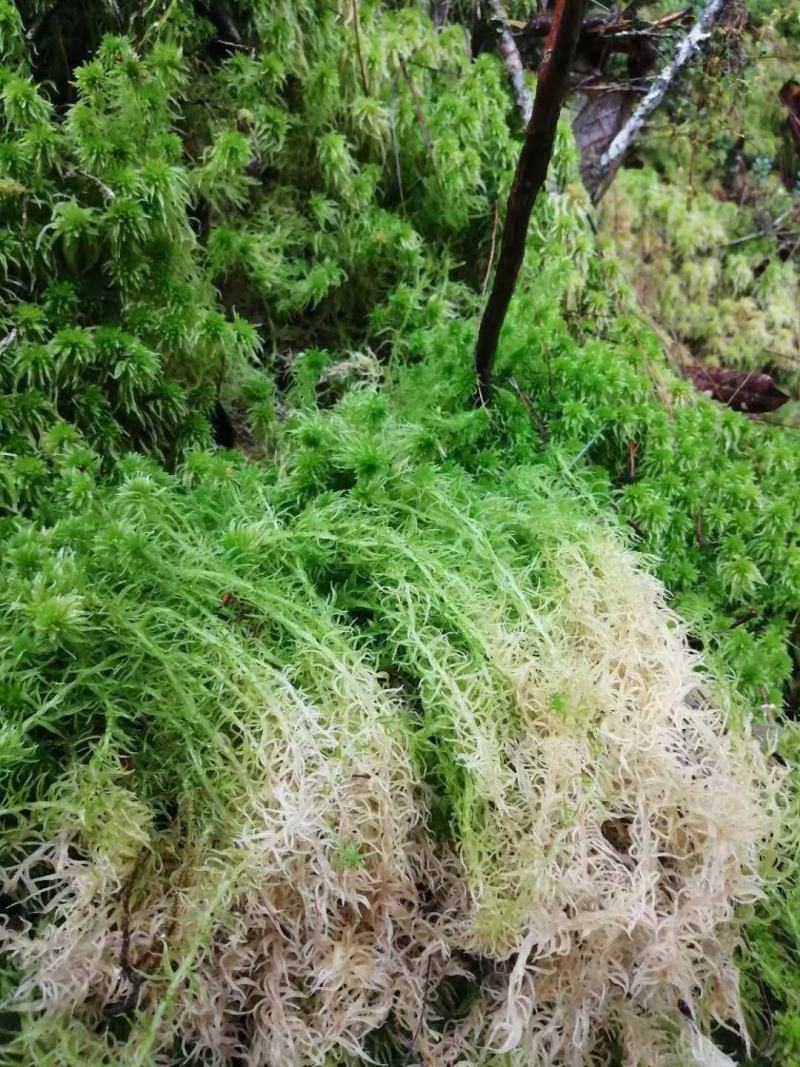 水苔热销实力供货