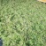 水苔热销实力供货