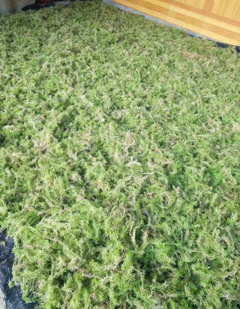 水苔热销实力供货