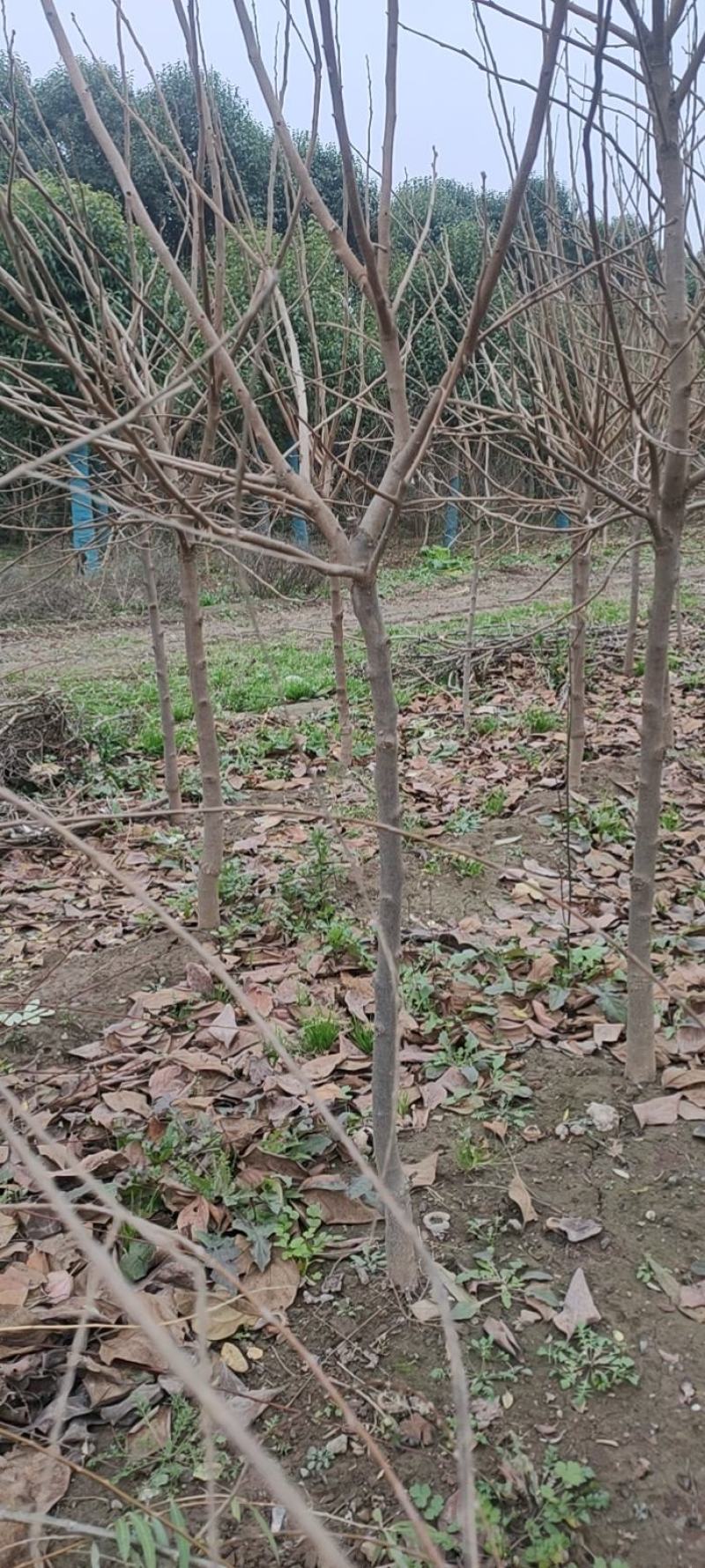 柿子树