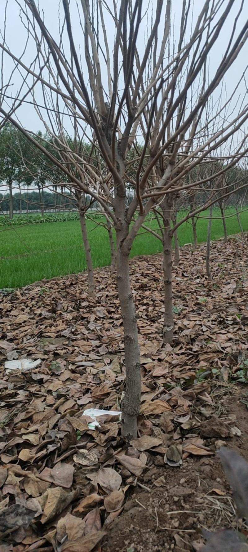 柿子树