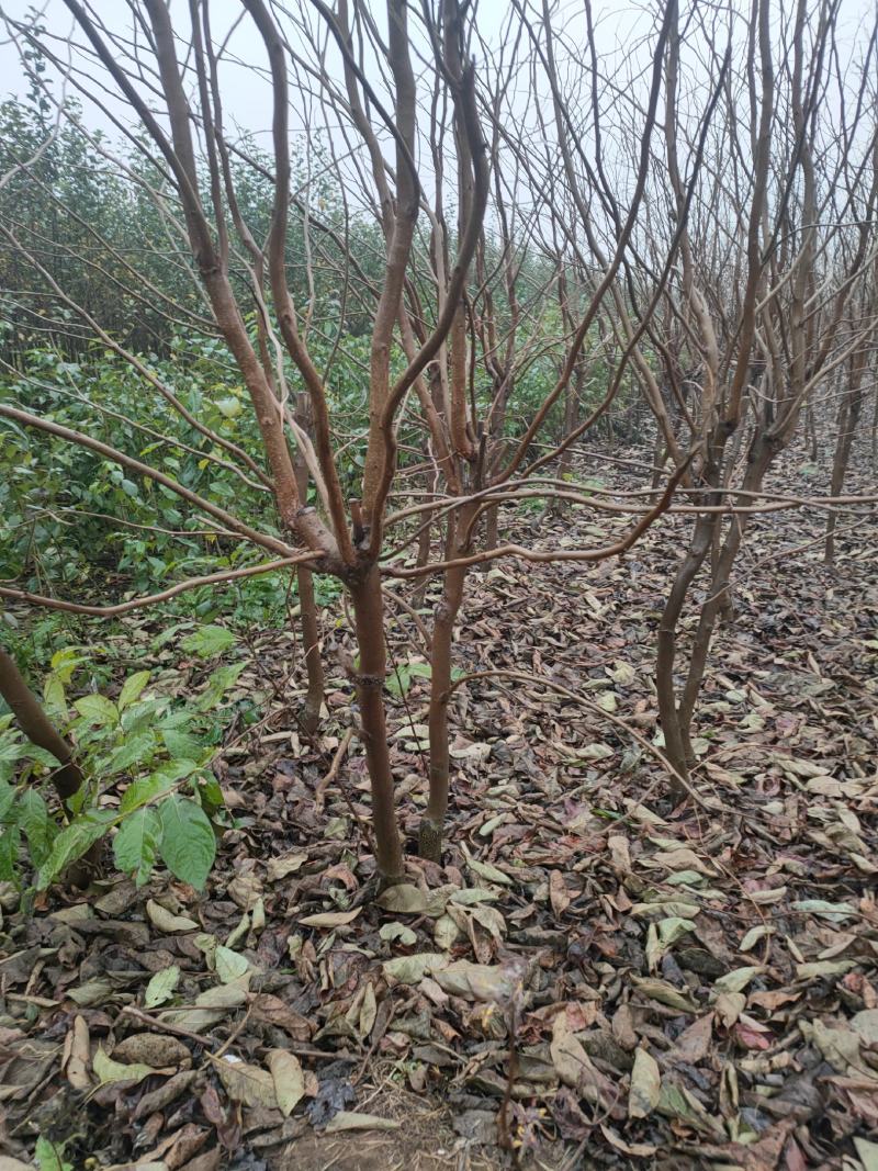 柿子树