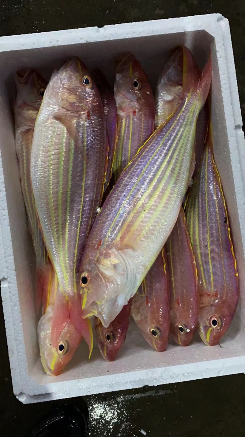 金丝鱼，金线鱼，刀里，红三鱼