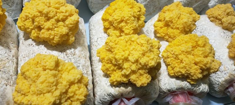 金耳菌鲜品