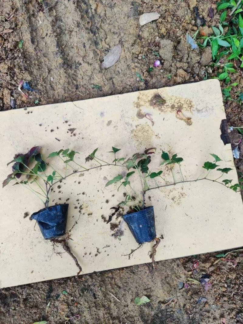 爬山虎（藤本植物)主要做立体绿化，年底叶子为艳红色