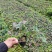 爬山虎（藤本植物)主要做立体绿化，年底叶子为艳红色