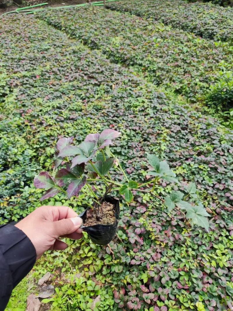 爬山虎（藤本植物)主要做立体绿化，年底叶子为艳红色