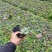 爬山虎（藤本植物)主要做立体绿化，年底叶子为艳红色