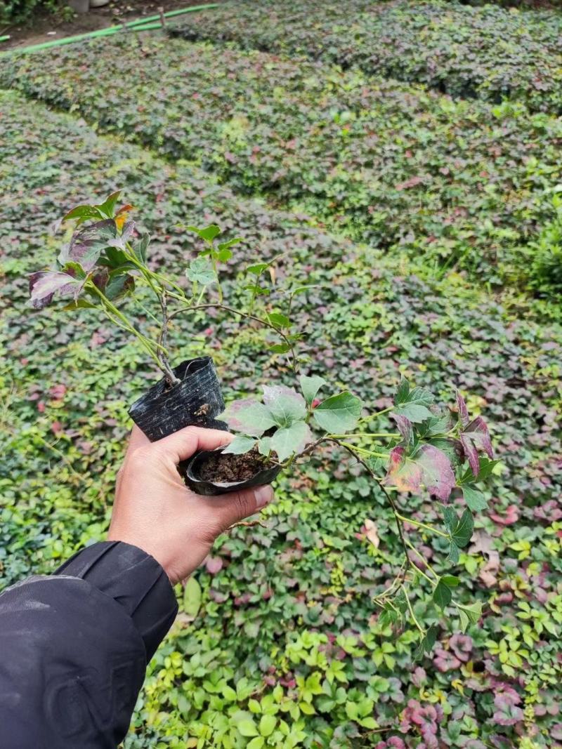 爬山虎（藤本植物)主要做立体绿化，年底叶子为艳红色