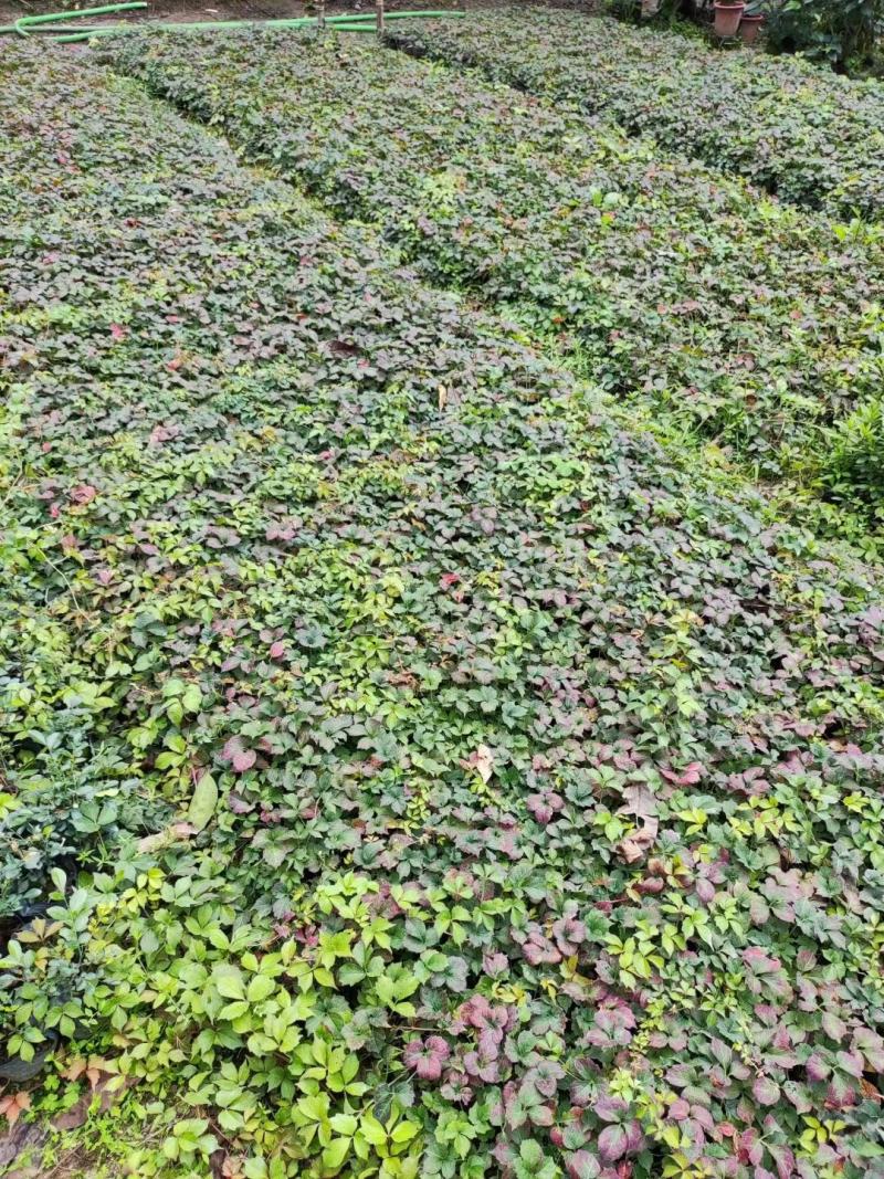爬山虎（藤本植物)主要做立体绿化，年底叶子为艳红色