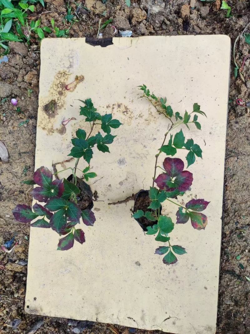 爬山虎（藤本植物)主要做立体绿化，年底叶子为艳红色