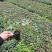 爬山虎（藤本植物)主要做立体绿化，年底叶子为艳红色