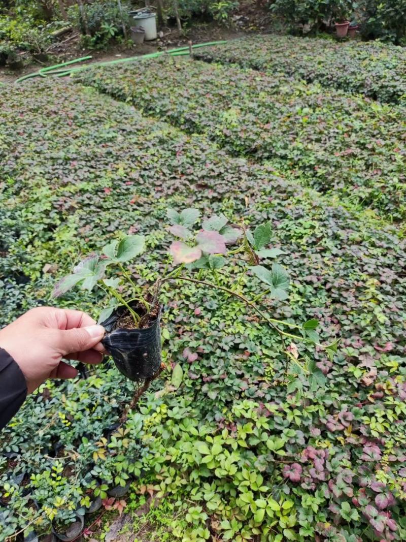 爬山虎（藤本植物)主要做立体绿化，年底叶子为艳红色