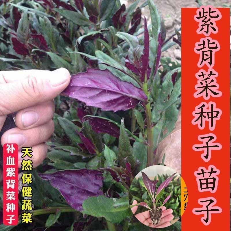 紫背菜种子四川观音菜血皮菜种子特色营养野生易种