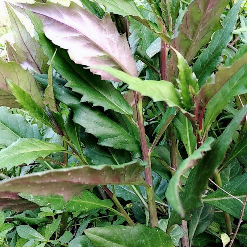 紫背菜种子四川观音菜血皮菜种子特色营养野生易种