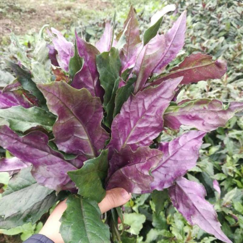 紫背菜种子四川观音菜血皮菜种子特色营养野生易种