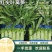 【热销精品】红尖叶莴笋，一手货源，质优价美，全国发货