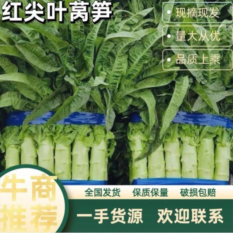 【热销精品】红尖叶莴笋，一手货源，质优价美，全国发货