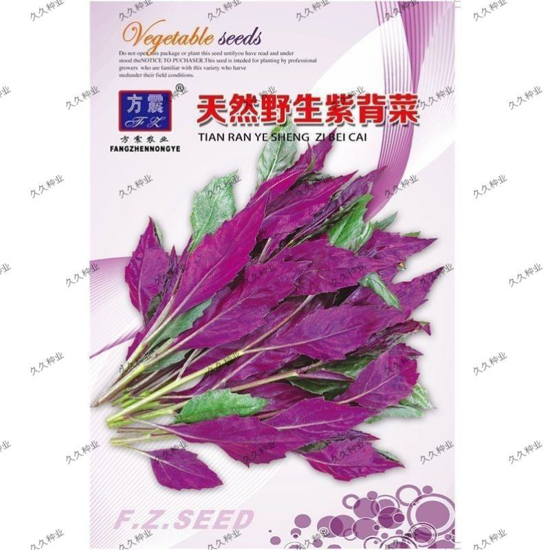 紫背菜种子四川观音菜血皮菜种子特色营养野生易种