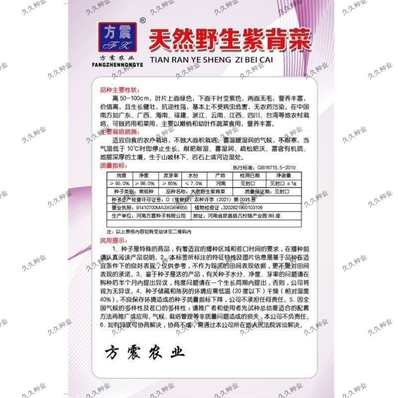 紫背菜种子四川观音菜血皮菜种子特色营养野生易种