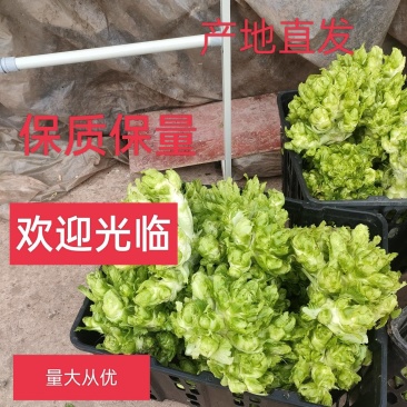 四川省简阳本地儿菜质量好保证服务周到热情。