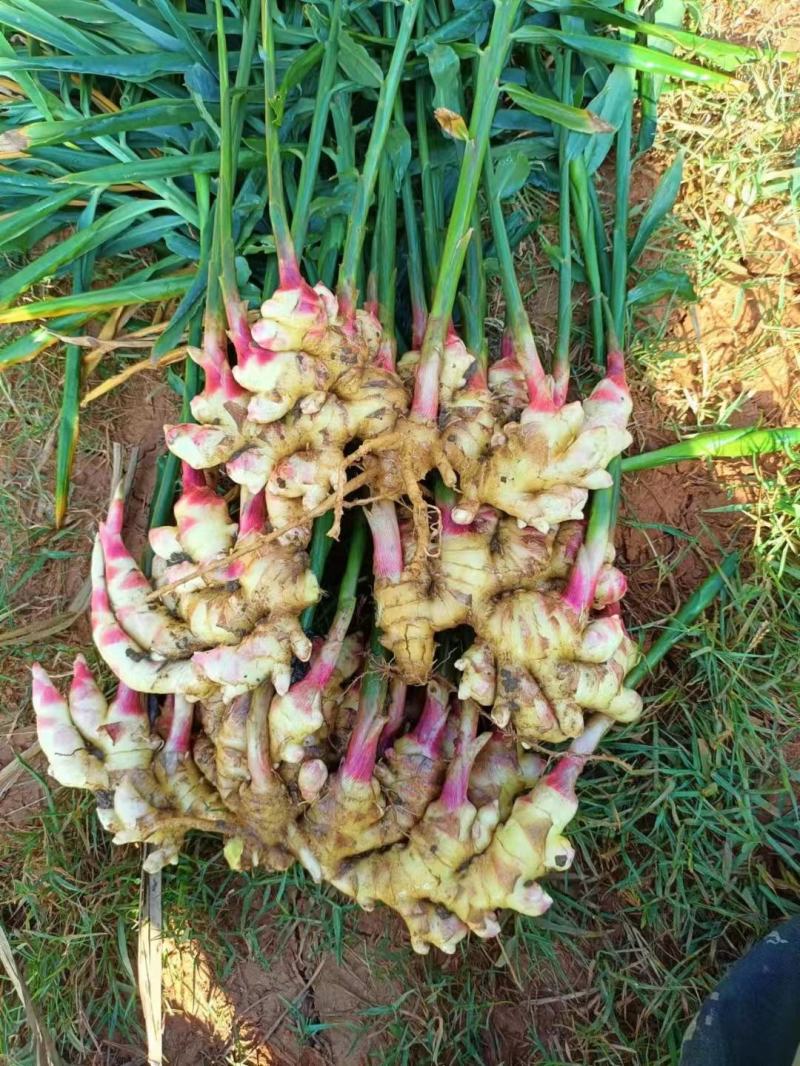 生姜，黄姜。鲜货，嫩姜