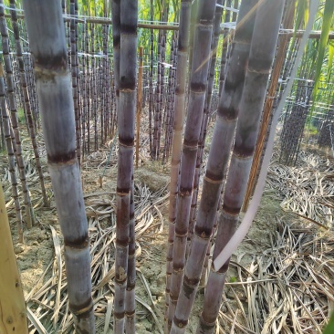 贵州黑皮甘蔗大量上市，地头发货量大从优净肉2.8至3米