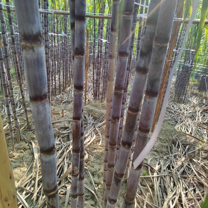 贵州黑皮甘蔗大量上市，地头发货量大从优净肉2.8至3米