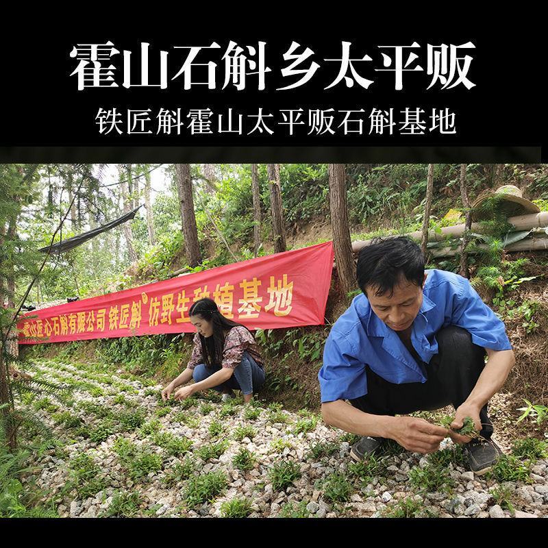 【霍山发货】正宗霍山5年铁皮石斛花枫斗特级仿野生应季石斛