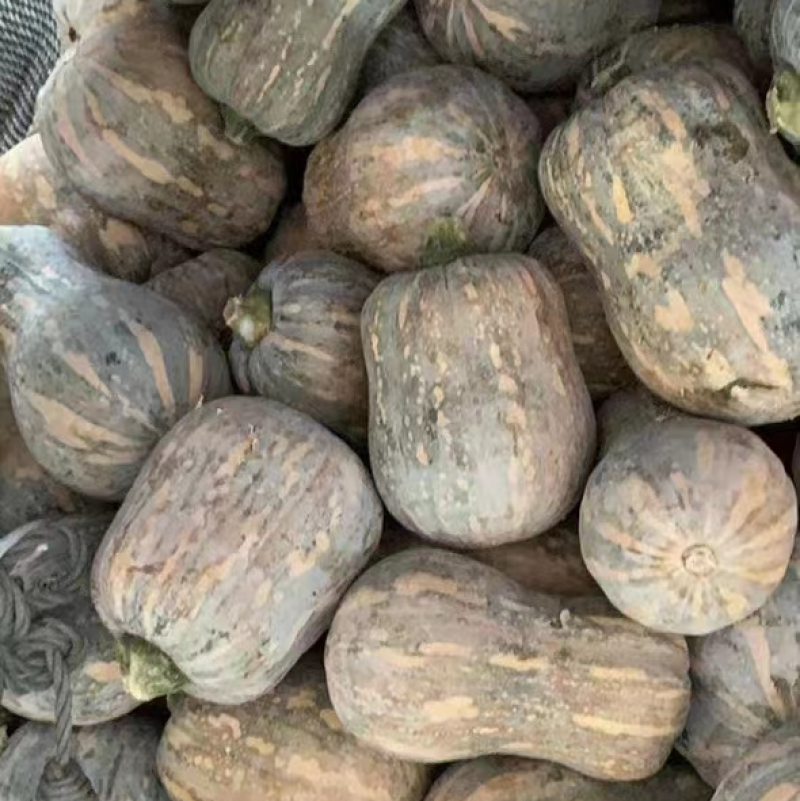 金香南瓜出口专用，货量有限，常年各种南瓜