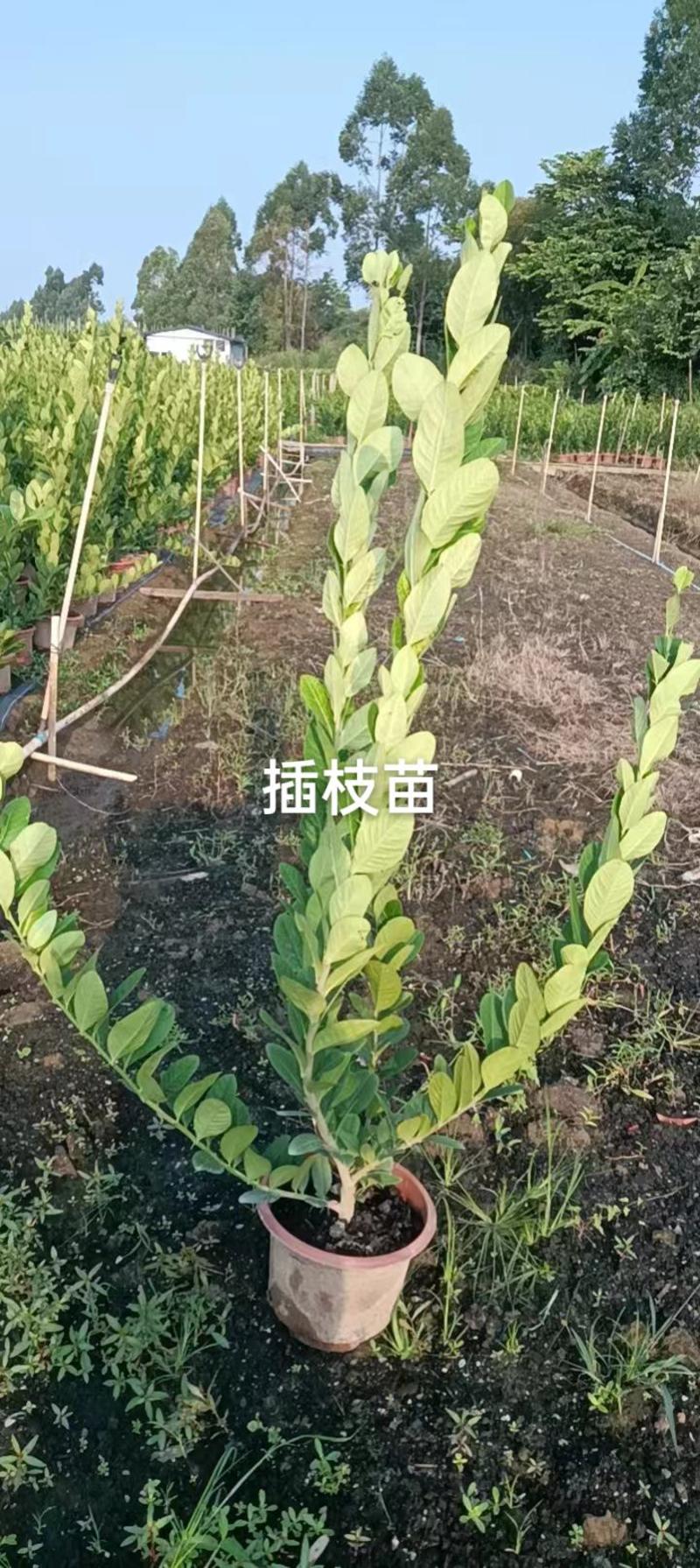 广东香水柠檬苗