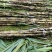 贵州黑皮甘蔗大量上市，地头发货量大从优净肉2.8至3米