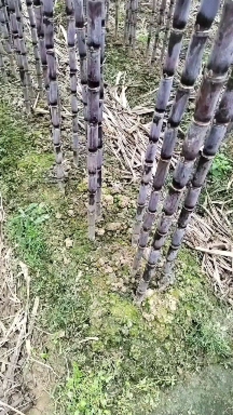 贵州黑皮甘蔗大量上市，地头发货量大从优净肉2.8至3米