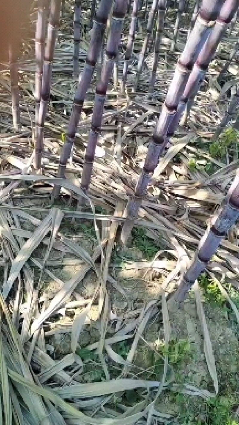 贵州黑皮甘蔗大量上市，地头发货量大从优净肉2.8至3米