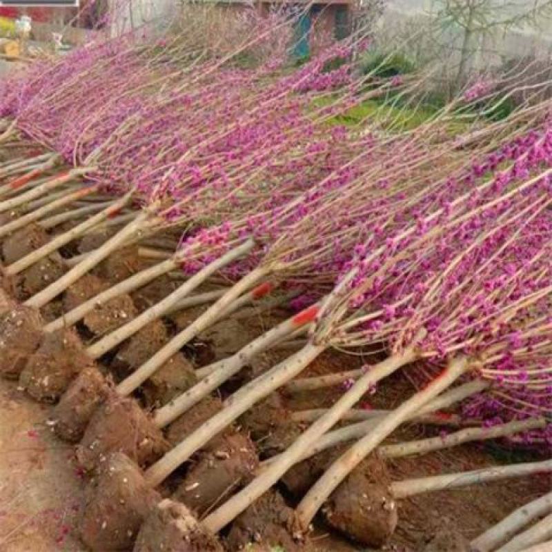 丛林独杆紫荆庭院园林绿化工程苗满条红观赏开花