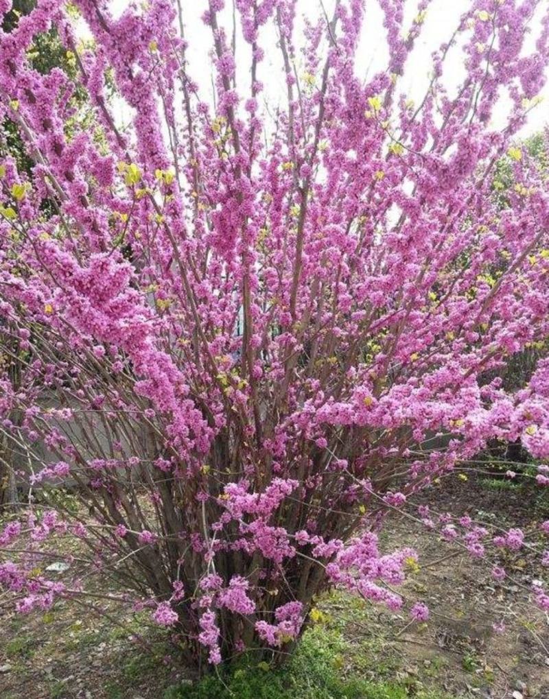 丛林独杆紫荆庭院园林绿化工程苗满条红观赏开花