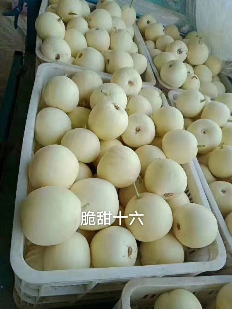 脆甜十六甜瓜种子高品质特早熟白皮甜瓜种子特甜皮薄韧