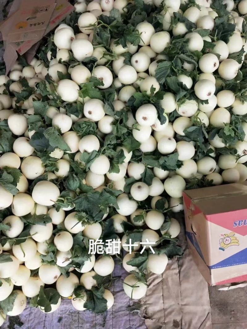 脆甜十六甜瓜种子高品质特早熟白皮甜瓜种子特甜皮薄韧