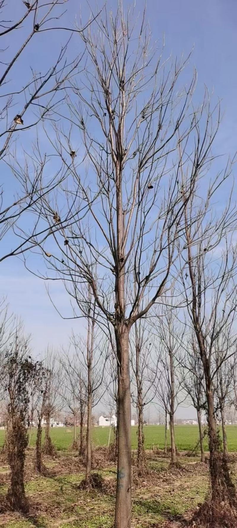 楸树苗1到25公分基地直供，免费技术指导视频看货