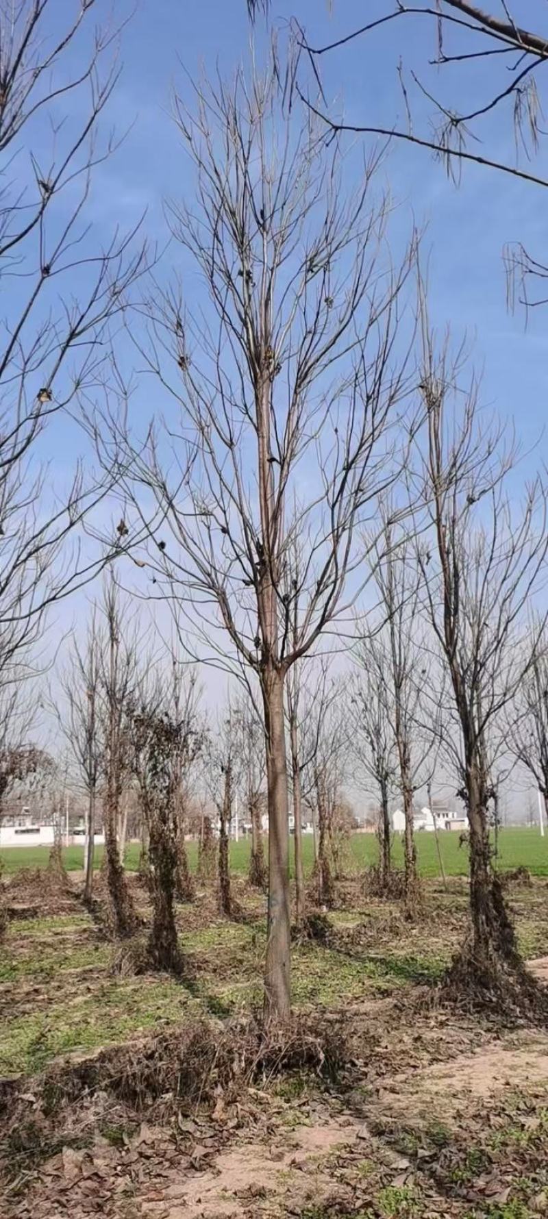 楸树苗1到25公分基地直供，免费技术指导视频看货
