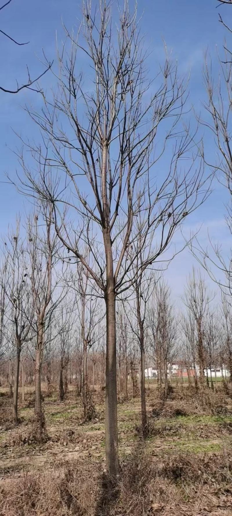 楸树苗1到25公分基地直供，免费技术指导视频看货