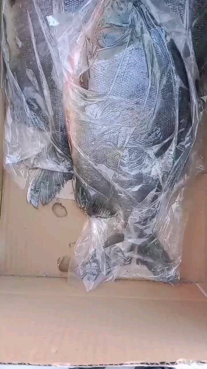 红鲳鱼，鲜度十足，大量有货，支持定制，全