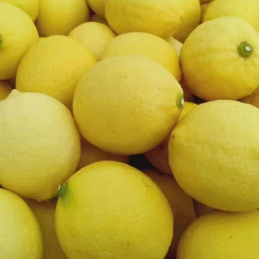 尤力克柠檬🍋，发全国，质量有保障
