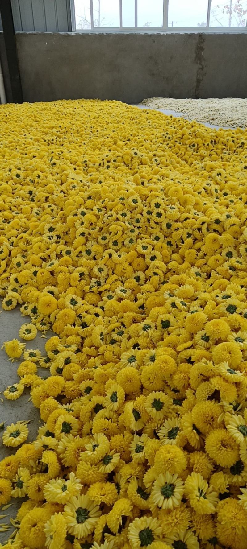 菊花饼