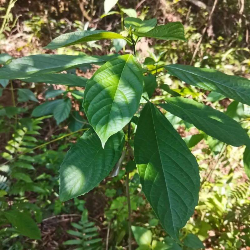 大青种子臭大青种子药用花卉绿植物名贵中草药材种子庭院盆栽