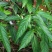 大青种子臭大青种子药用花卉绿植物名贵中草药材种子庭院盆栽