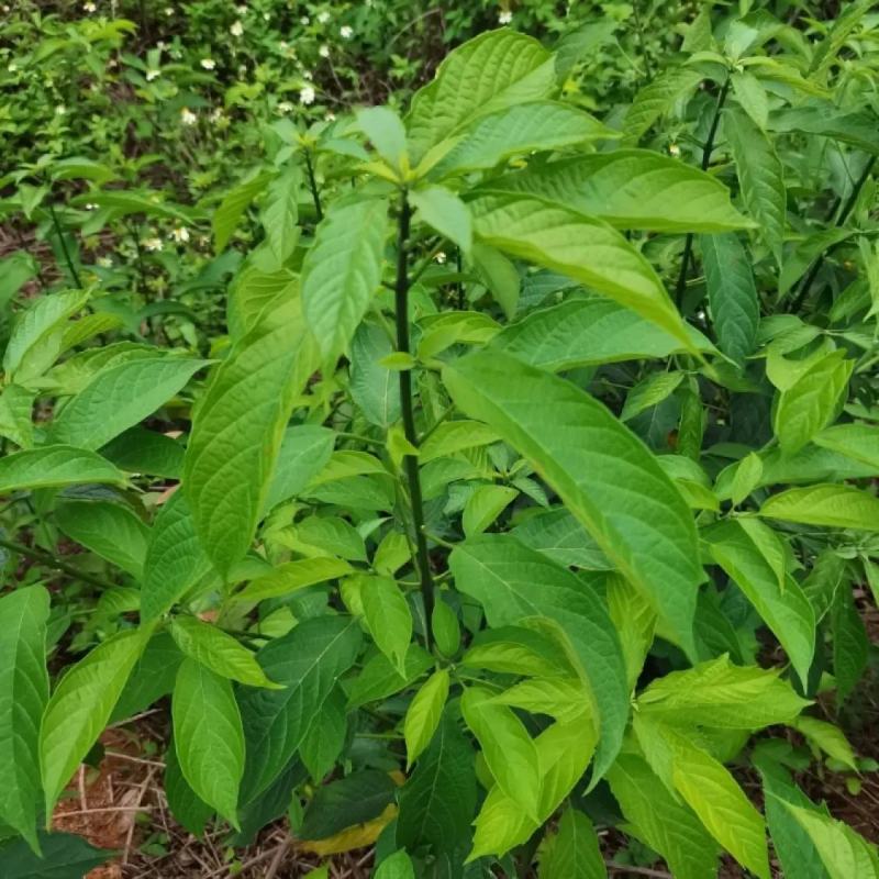 大青种子臭大青种子药用花卉绿植物名贵中草药材种子庭院盆栽