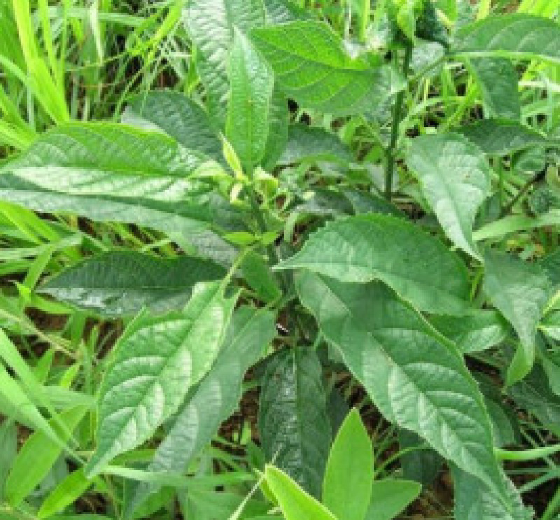 大青种子臭大青种子药用花卉绿植物名贵中草药材种子庭院盆栽